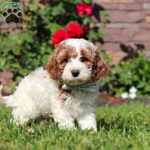 Baxter, Cockapoo Puppy